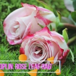 roseperc1.jpg